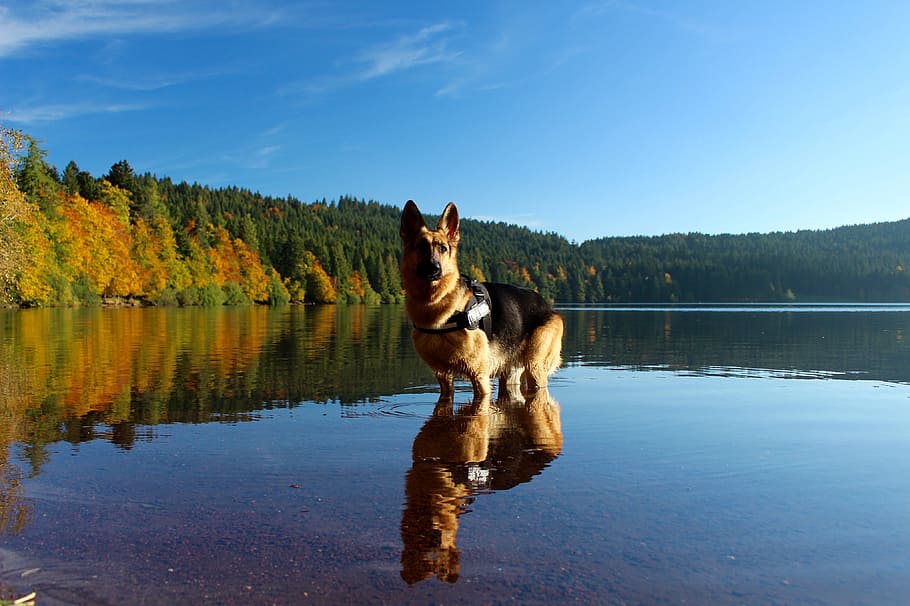 adult german shepherd, standing, body, water, lake, berger, pet, nature, german shepherd, pond