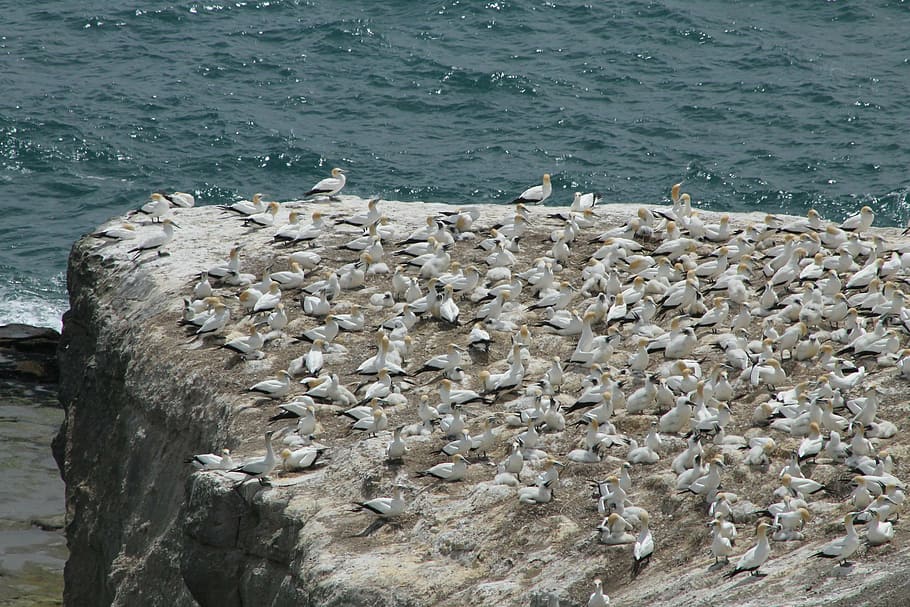 murawai, gannet colony, landscape, sea, bird, coast, colony, gannet, gull, nature