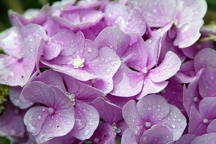 púrpura, flores, agua, gotas, hortensias, género, plantas de hortensias, arbustos ornamentales, rosa, flor