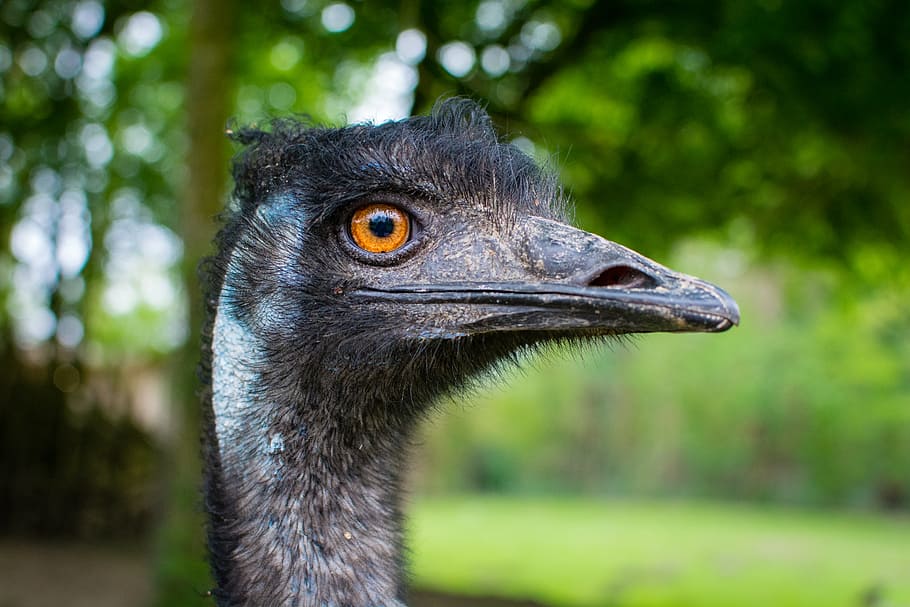 Emu, black bird during daytime, one animal, animal, animal themes, animal wildlife, bird, animals in the wild, vertebrate, focus on foreground