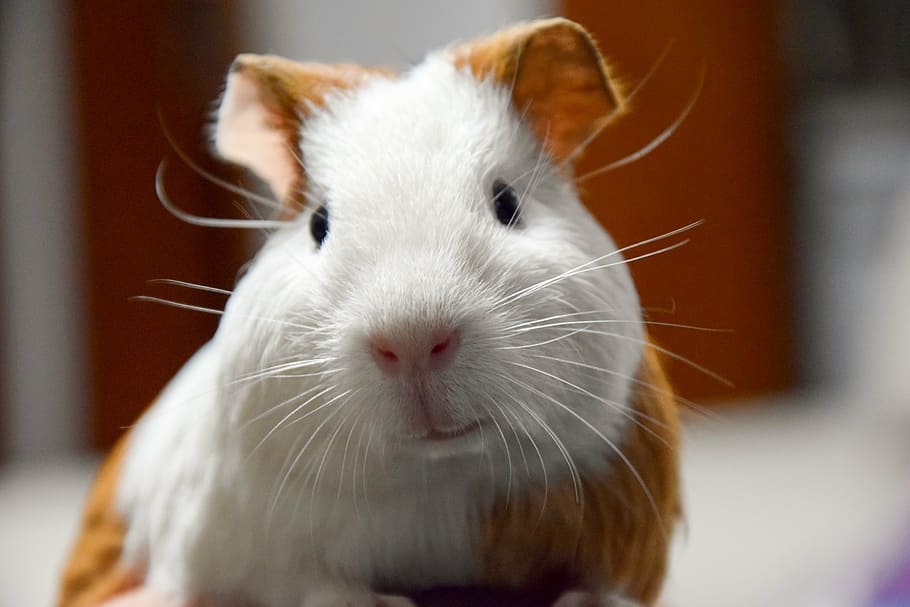 white, brown, hamster, animal, pets, guinea pig, netherlands pig, close-up, macro, rodent