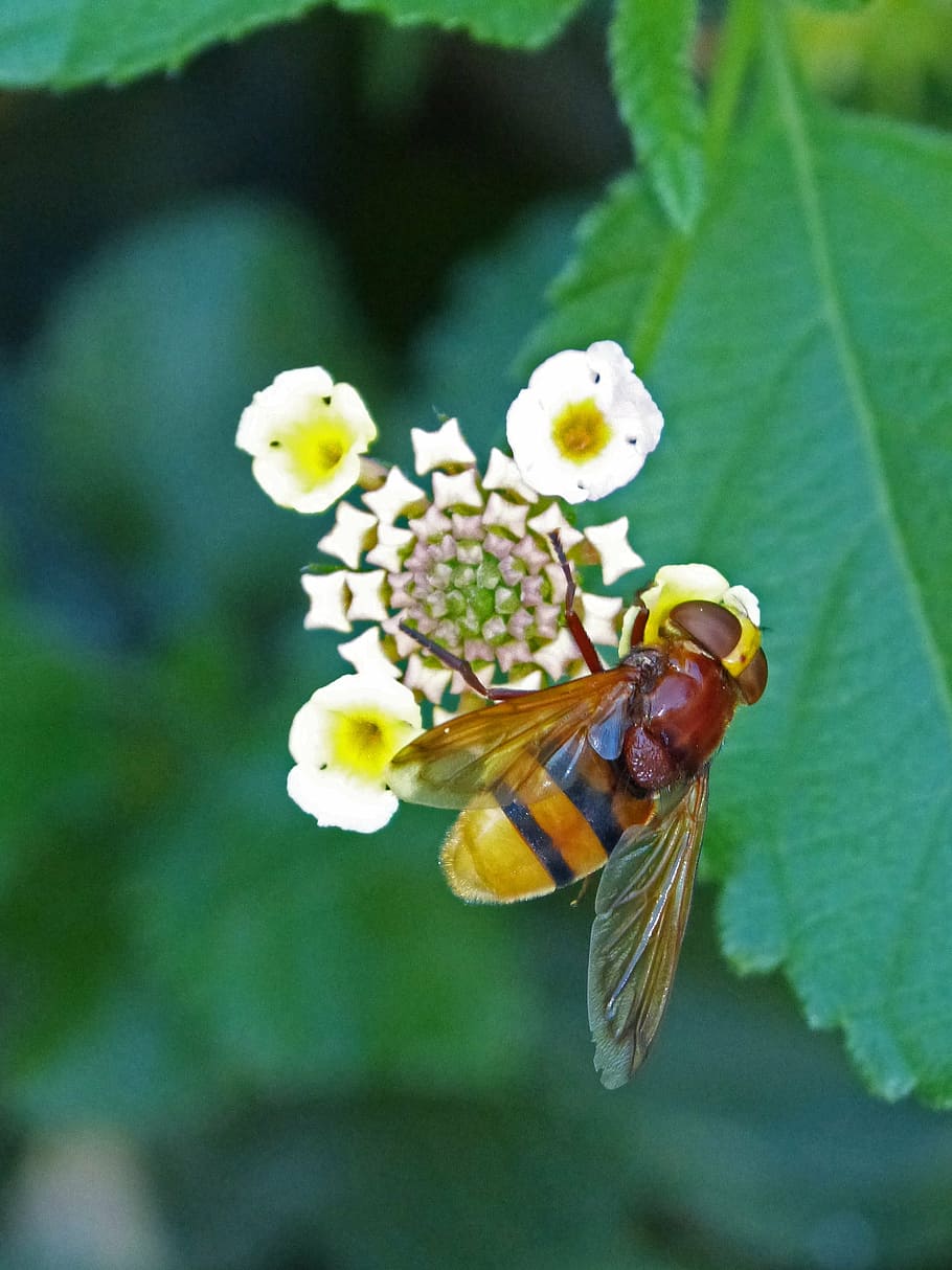 serangga, hoverfly, sirphidae, diptera, lalat yang meniru lebah, volucella inanis, tawon palsu, invertebrata, bunga, tema hewan