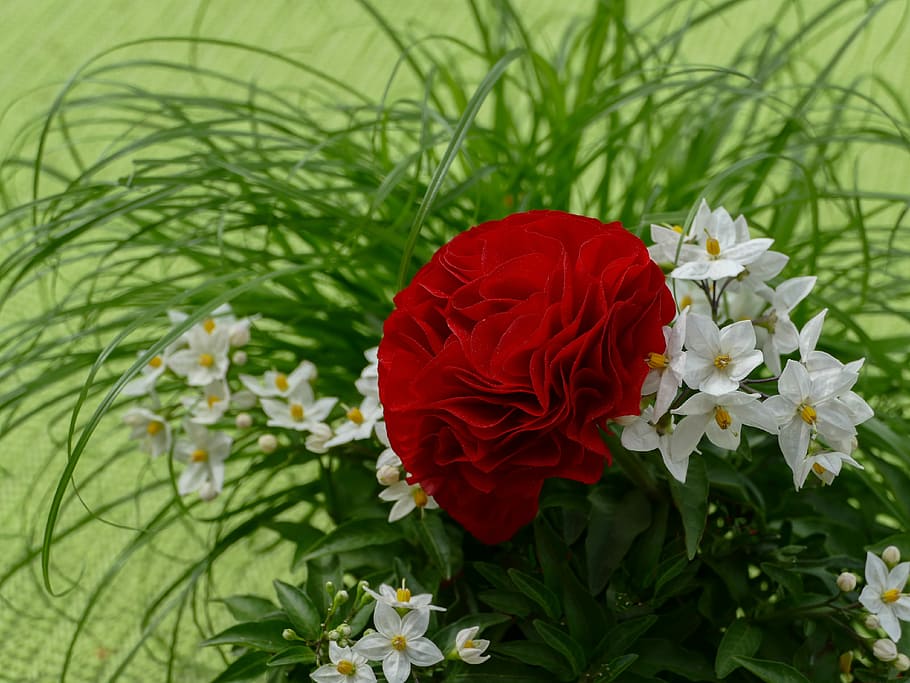 赤, 白, 花, ラナンキュラス赤, ジャスミン, 竹草このページを編集, 自然, 植物, 庭, 開花植物