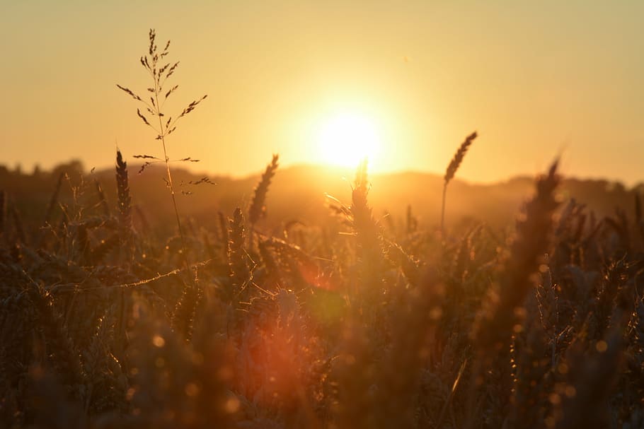 barley field, sunset, sun, field, landscape, sky, nature, fields, arable, autumn