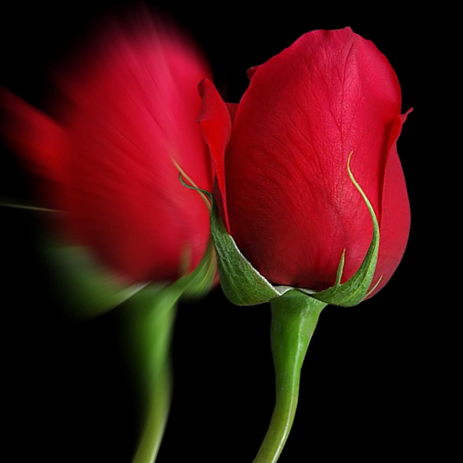 Two Red Roses Rosa Rose Flower