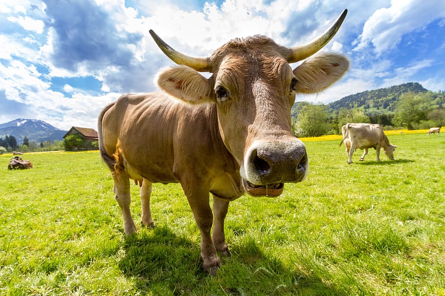 brown, cow, standing, grass field, alpine, horn, animal themes, mammal, animal, domestic animals