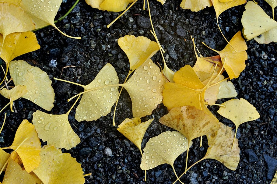 yellow, ground, autumn, fall, fall leaves, japan, leaf, plant part, close-up, nature