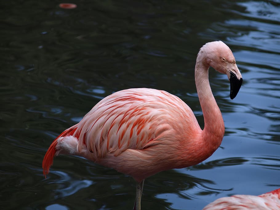 flamenco, rojo, pájaro, plumaje, rosa salmón, lago, Temas de animales, animal, fauna animal, animales en la naturaleza