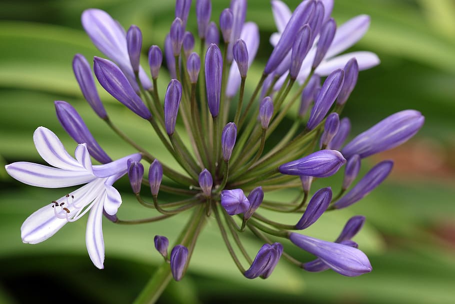 agapanto, los brotes, flores azules, flor azul, exótico, españa, planta de  cebolla, planta tropical, tenerife, jardín | Pxfuel