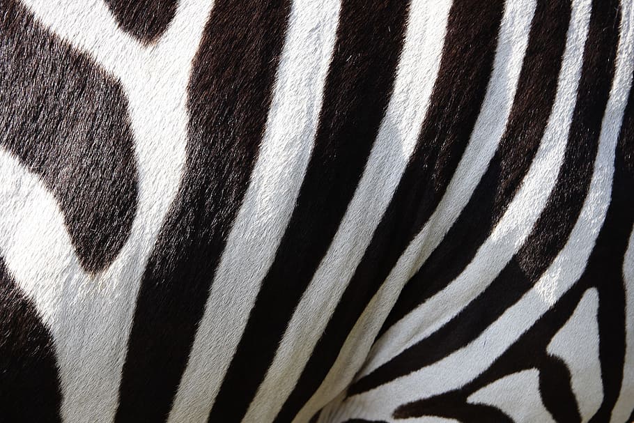 close, view zebra stripes, animals, zebra, zebra crossing, stripes, black and white, striped, backgrounds, pattern