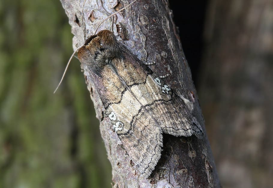 moth, macro, insect, close, wing, 80, tree, focus on foreground, tree trunk, trunk