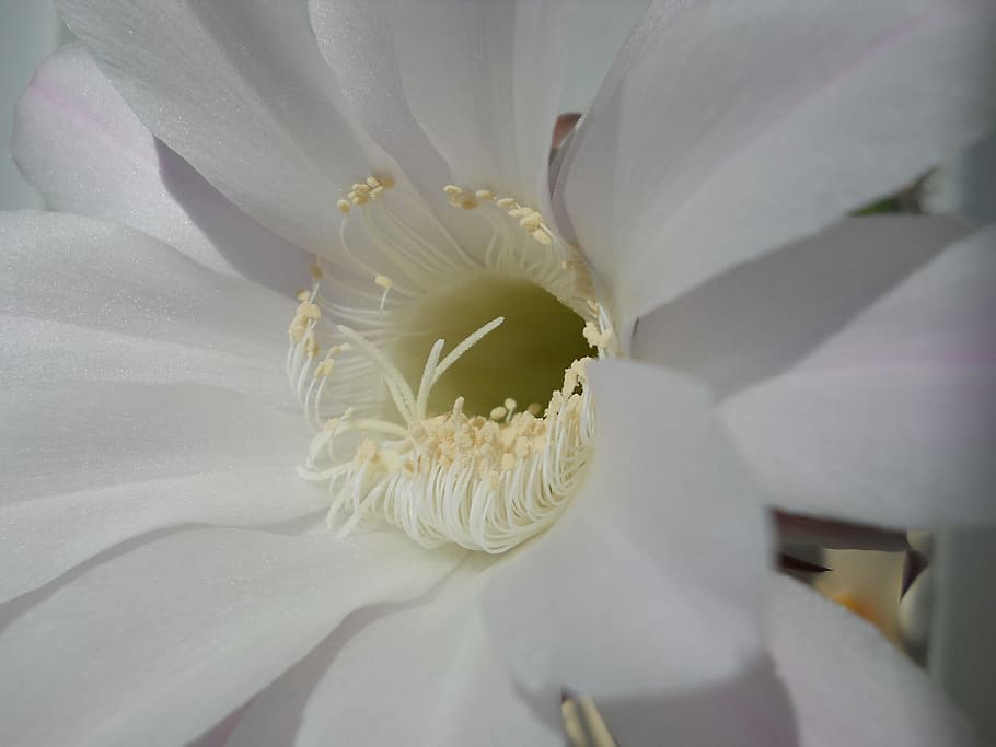 サボテンの花 夏 年に1回 穏やかなピンクと白 マクロ 花びら 美しい花 自然 花 開花植物 Pxfuel