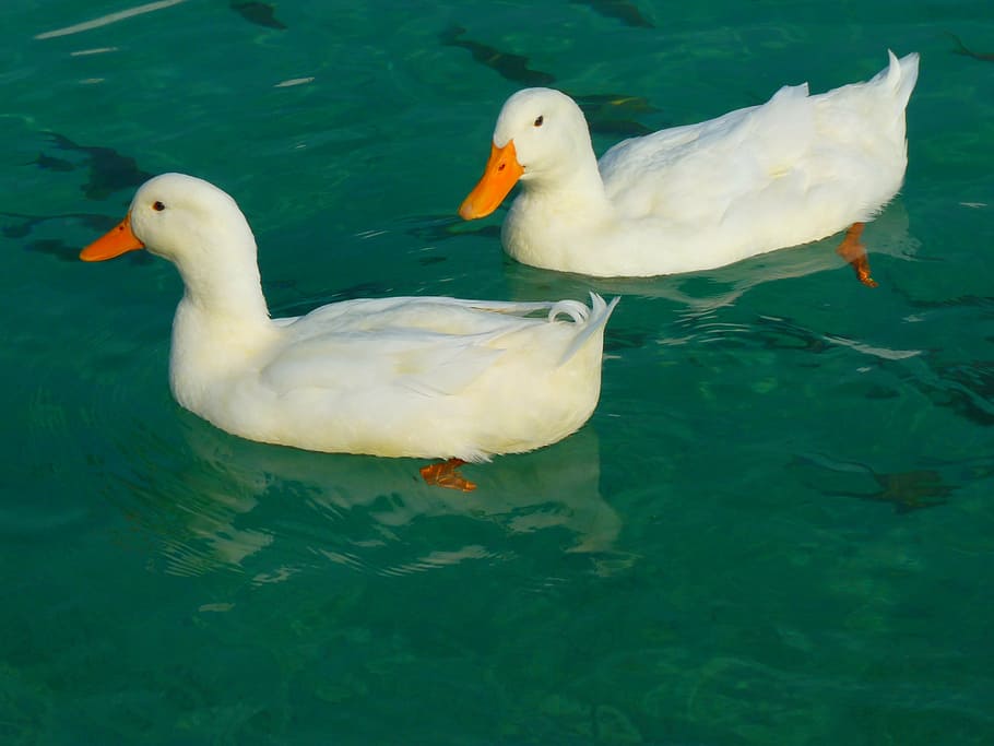 dois, branco, patos, corpo, água, pato, animal, pássaro, natureza, lago
