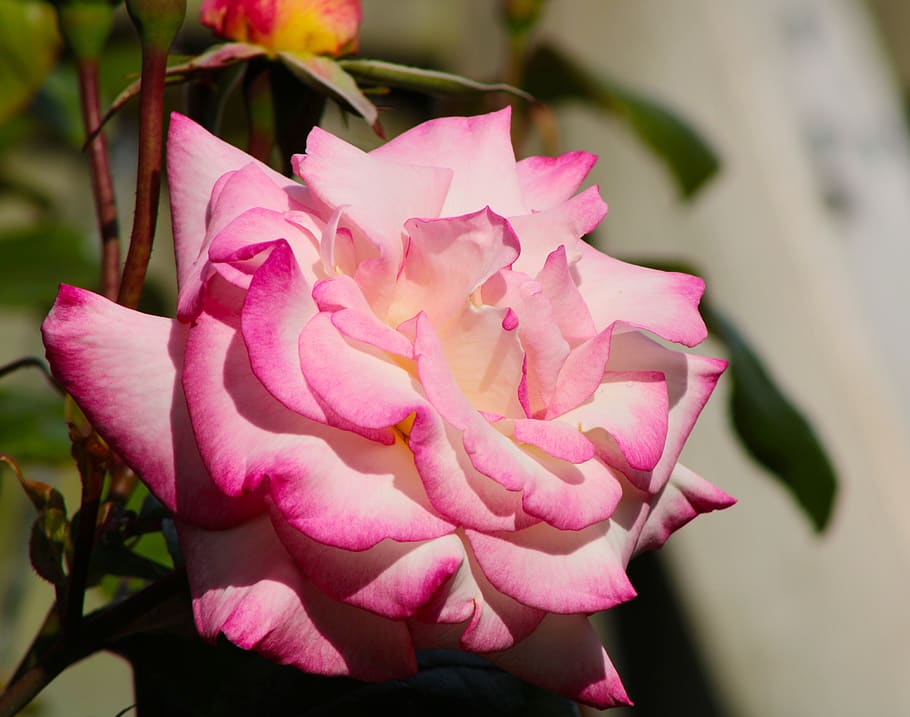 rosa rosa, rosa bicolor, rosa, sentimiento, pasión, fondo, macro, floración, rosas rosadas, flores rosas
