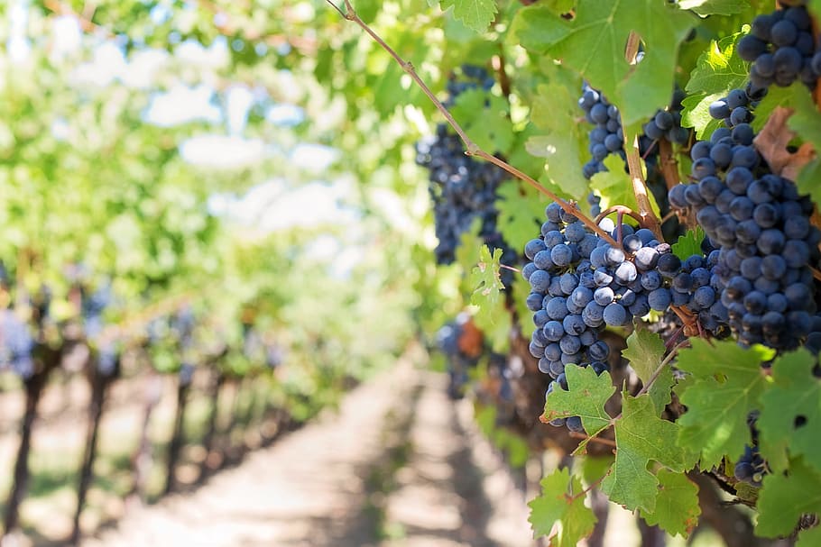 shallow, focus, blueberries, purple grapes, vineyard, napa valley, napa vineyard, grapes, vine, grapevines