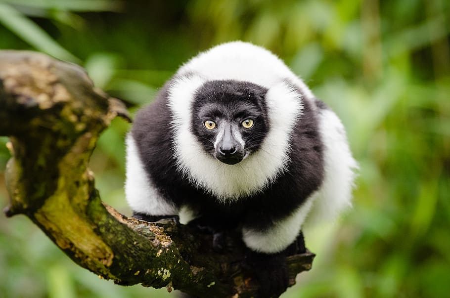 Hitam, putih, Ruffed Lemur, marmoset, pohon, cabang, tema binatang, hewan, satu hewan, satwa liar