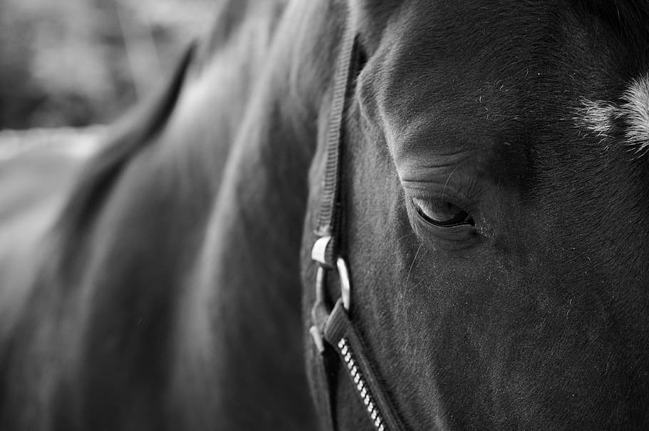 horse, animal, field, black and white, eye, mammal, close-up, animal body part, animal wildlife, domestic animals