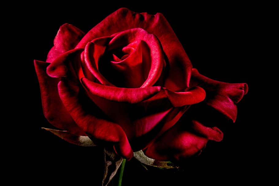 macroshot, red, rose, flower, red rose, rose bloom, blossom, bloom, rose - flower, petal