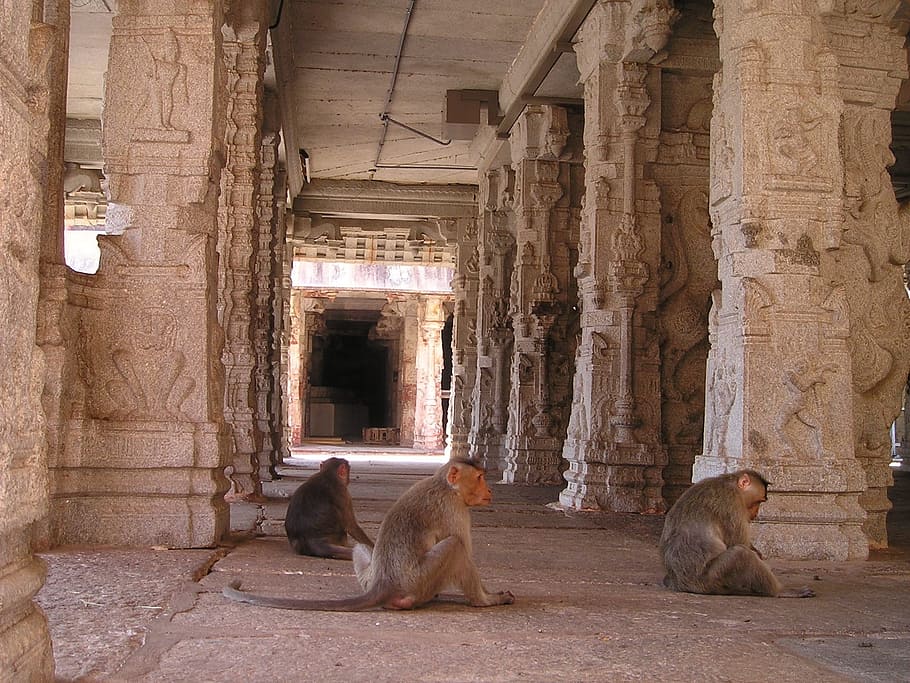 India, mono, templo, horda de simios, familia de monos, temas de animales, animal, mamífero, grupo de animales, estructura construida