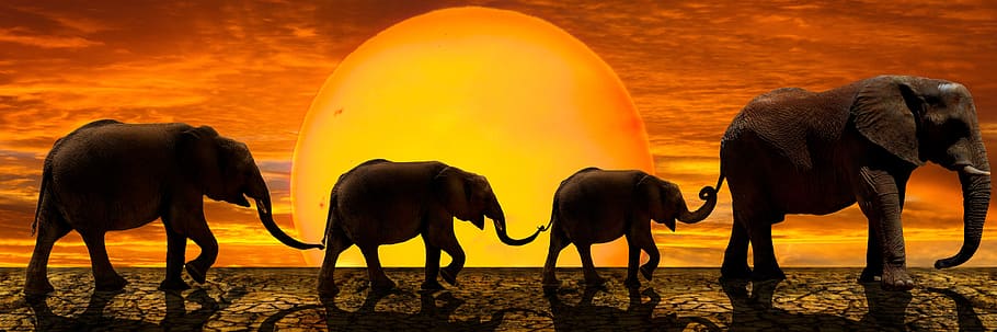 plano de fundo, panorama, pôr do sol, animais, elefante, caminhada, seca, compondo, temas animais, mamífero