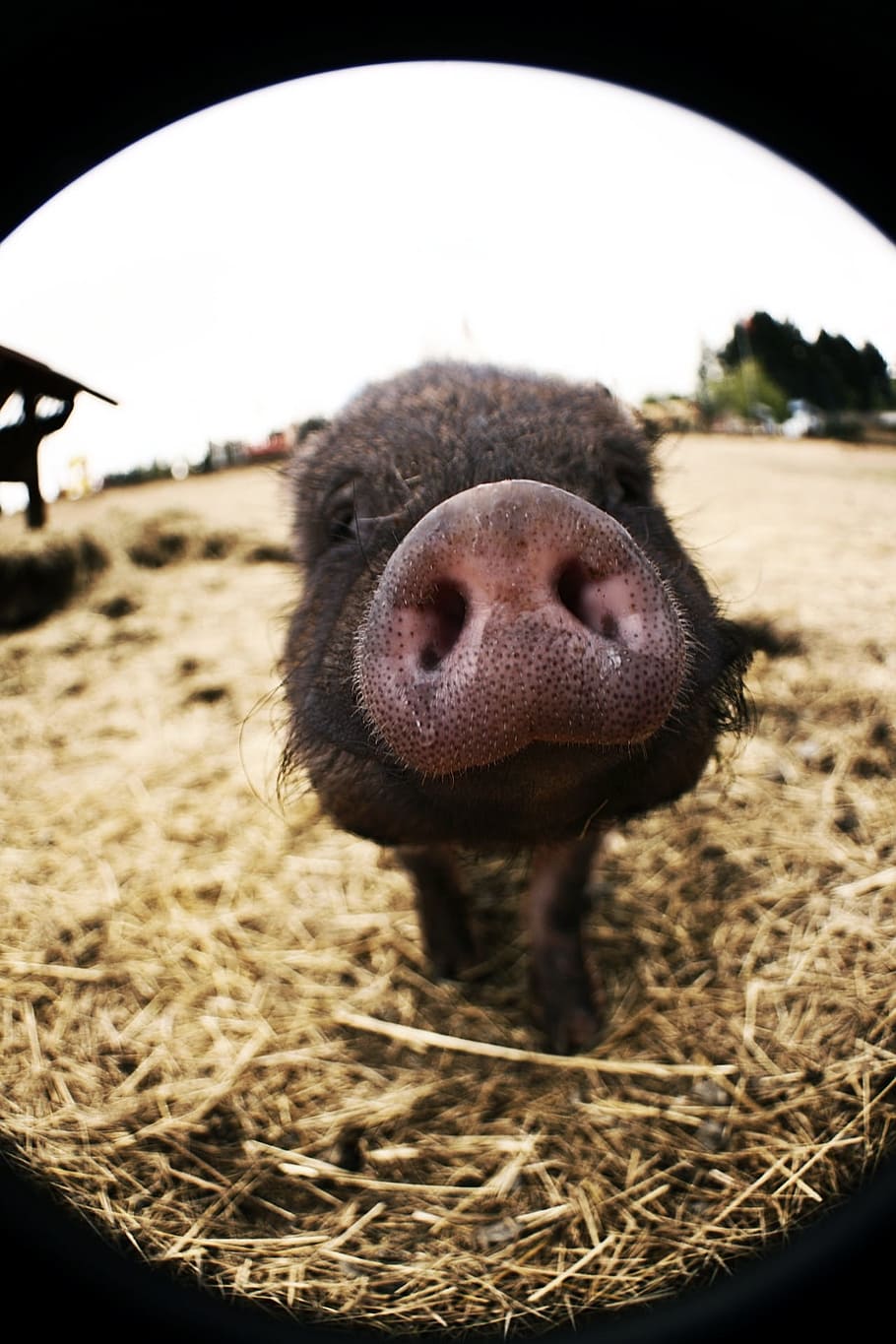 Pez, ojo, fotografía, cerdo, nariz, olfateo, olor, hocico, lechón, nariz de cerdo