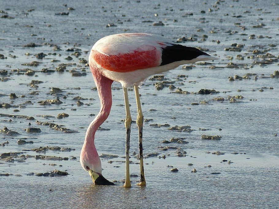 fotografia de foco, menor, flamingo, chile, américa do sul, atacama, deserto, san pedro de atacama, natureza, salar de atacama