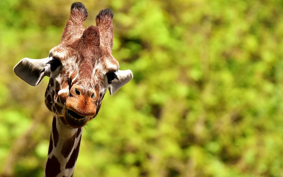 giraffe, middle, forest, wild animal, stains, long jibe, animals, africa, zoo, mammal