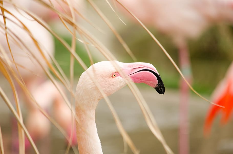 flamingo, zoo, water bird, bird, pink flamingo, tiergarten, animal themes, animal, one animal, animal wildlife