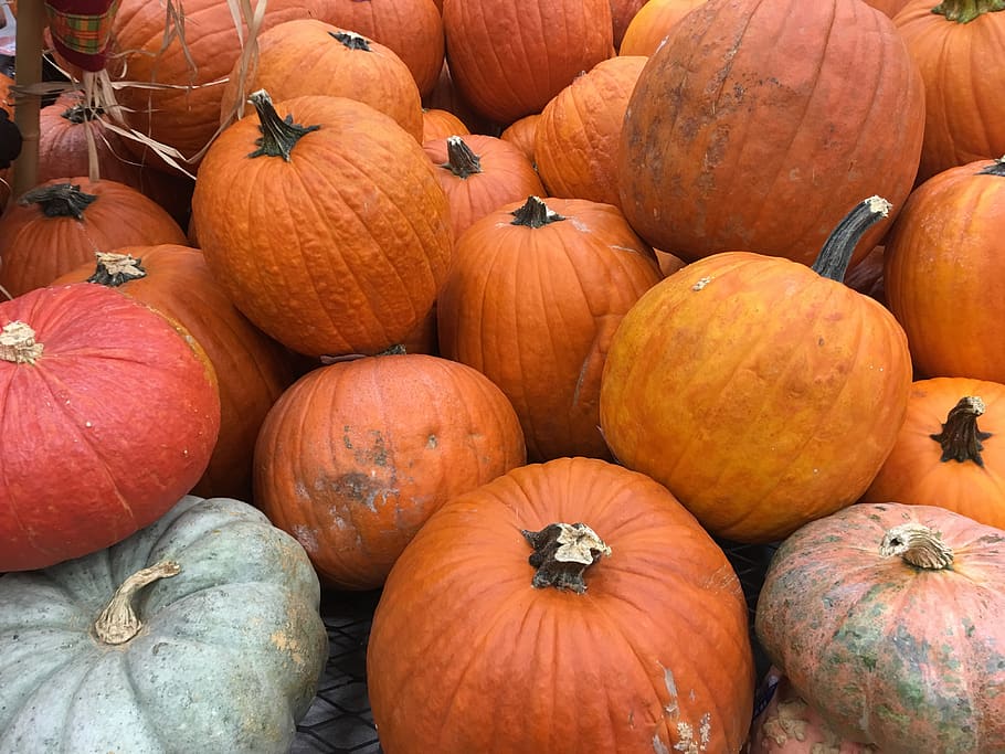 calabaza, calabazas, naranja, otoño, temporada, octubre, vacaciones, naturaleza, halloween, cosecha