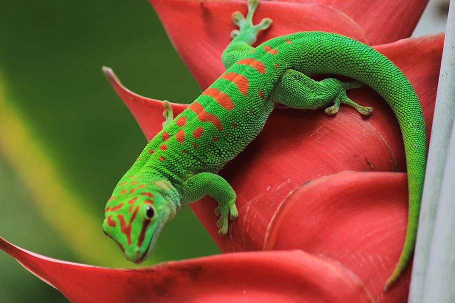 Gecko, St Louis, Botánico, Jardín, climatron, un animal, color verde, fauna animal, temas de animales, reptiles