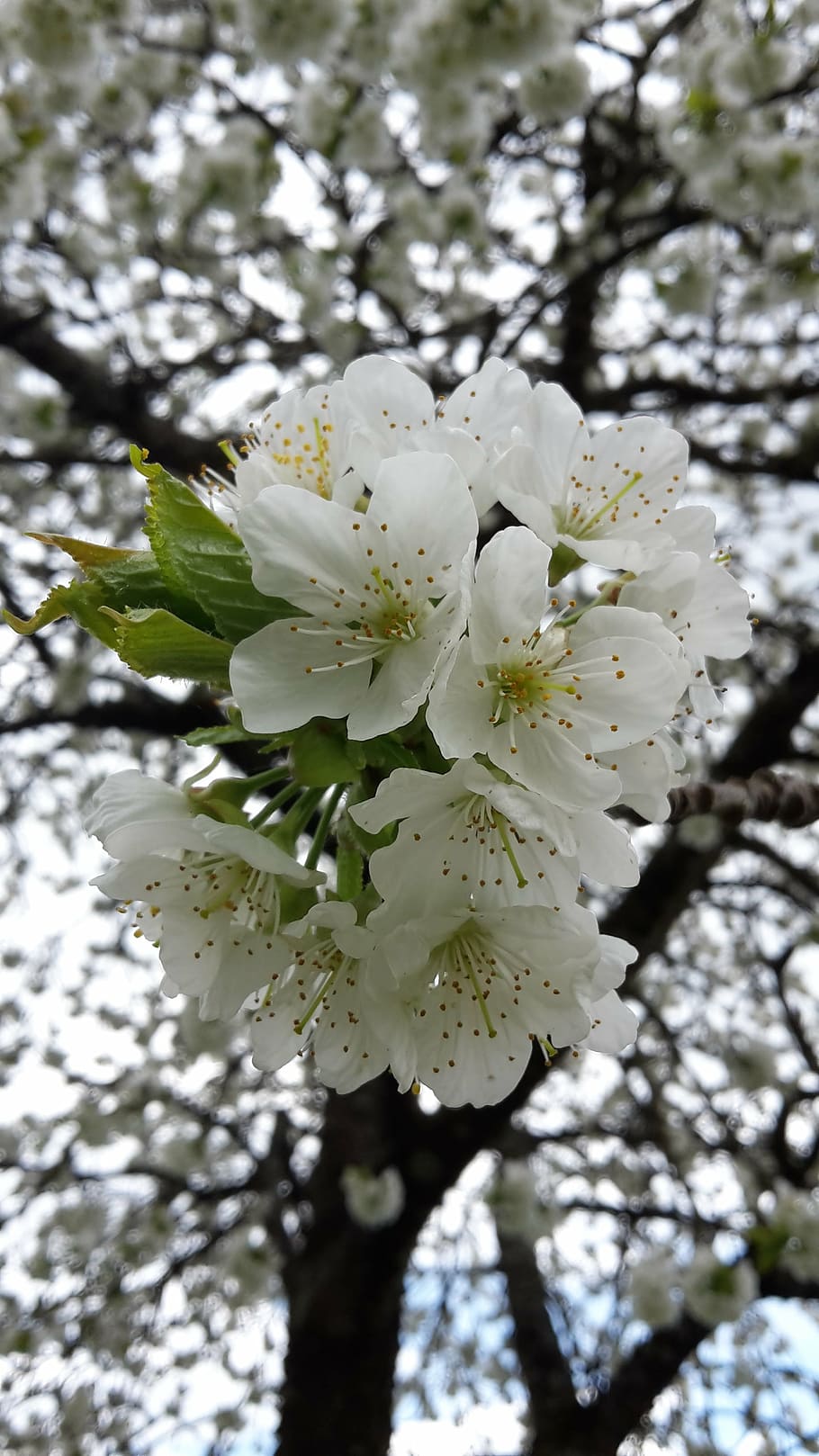 桜 春 白い花 果樹 木 自然 枝 花 花びら 白 Pxfuel