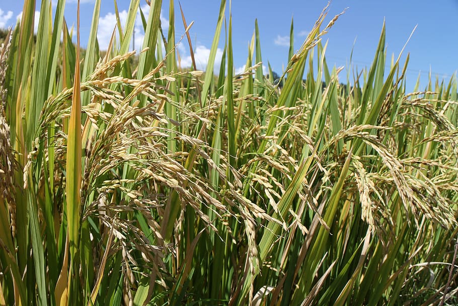 arrozais, colheita, campo, república popular da china, uigur, outono, crescimento, agricultura, plantar, planta de cereal