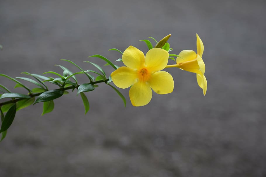 yellow bell flower, buttercup flower, golden trumpet flower, allamanda, caribbean, saint lucia, nature, flower, plant, petal