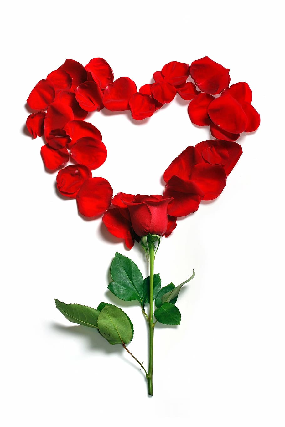 vermelho, rosa, decoração em forma de coração, pétalas, floral, flores, flor, linda, florescer, rosas
