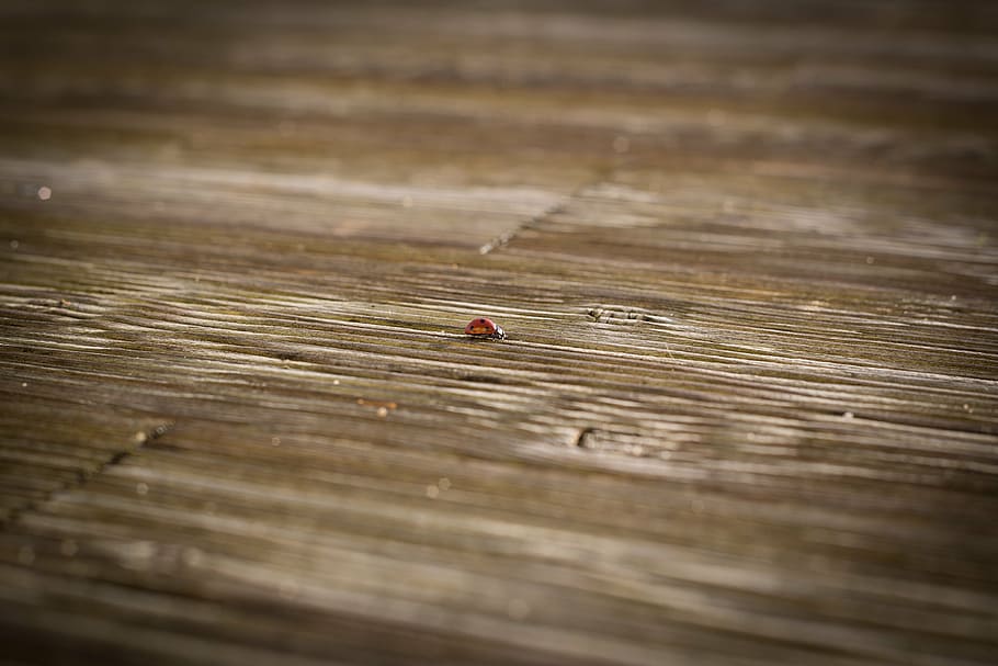 ladybug, terrace, wood floor, lonely, infinite increase, wood - material, selective focus, textured, wood, close-up