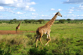 ナイロビ国立公園写真 Pxfuel