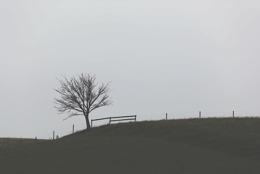 bare tree, landscape, photography, green, grass, field, tree, daytime, highland, plant
