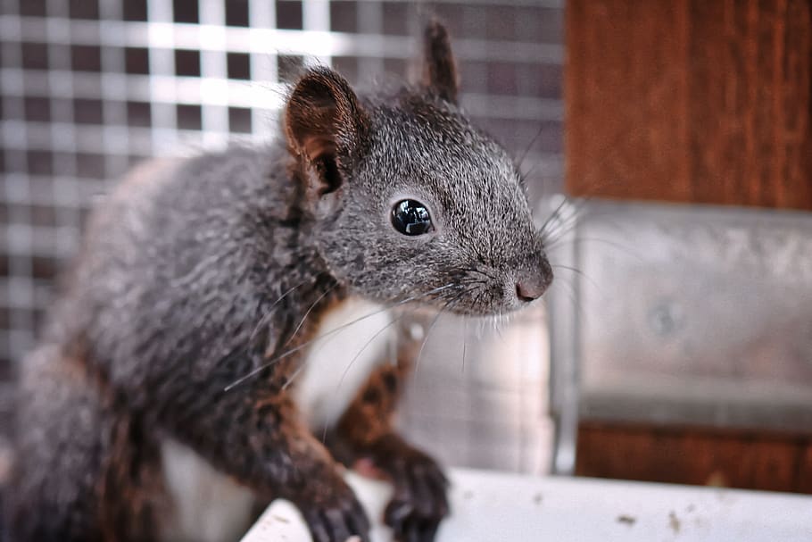 squirrel, young animal, small, young, cute, rodent, furry, sitting, button eyes, animal