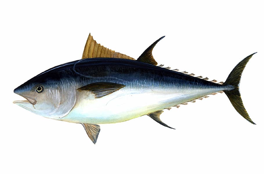 -, Atlantic Bluefin Tuna, Thunnus thynnus, fish, public domain, tuna, animal, food, nature, isolated