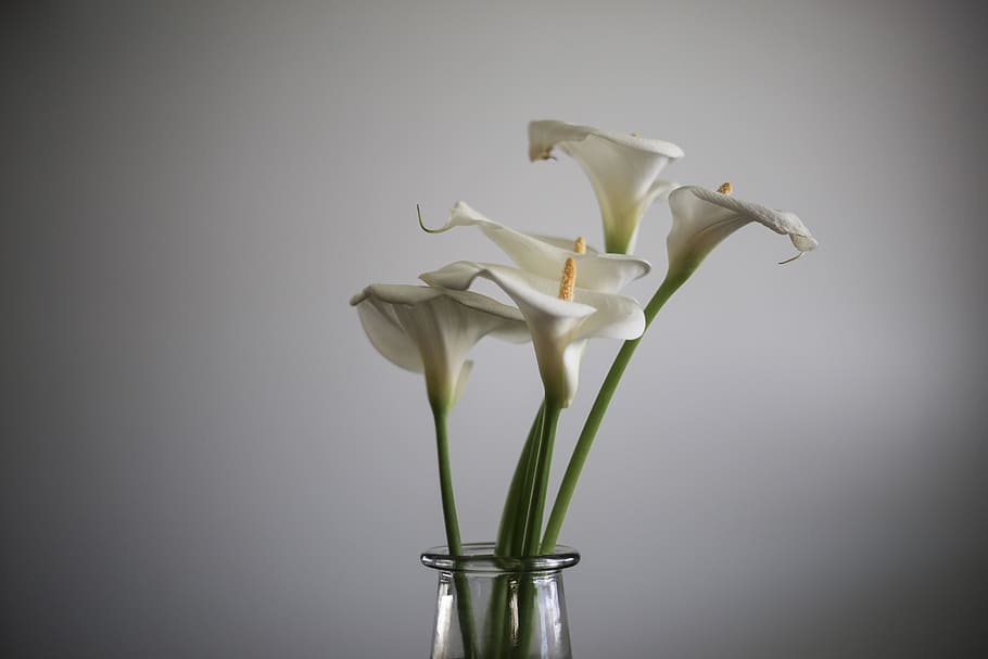 calla lily, lily, flower, garden, nature, white, floral, natural light, minimalistic, centerpiece