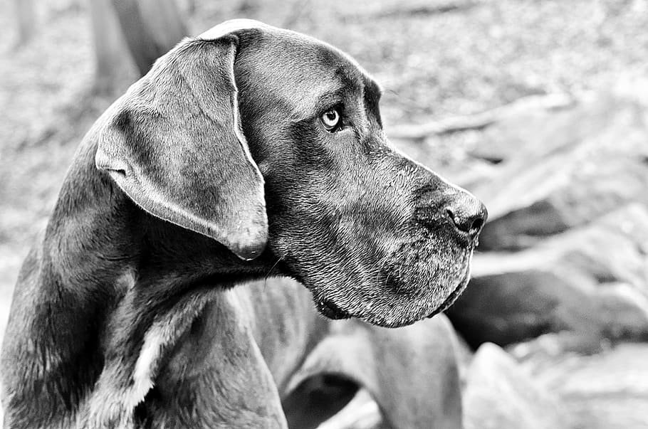 grayscale photo, great, dane, great dane, dog, h, head, canine, animal, one animal