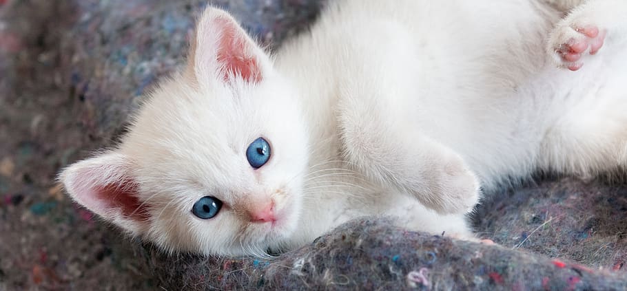 Anak Kucing Putih Berlapis Pendek Anak Kucing Lucu Putih Mata Biru Berbulu Mencari Kucing Betina Terlihat Pxfuel