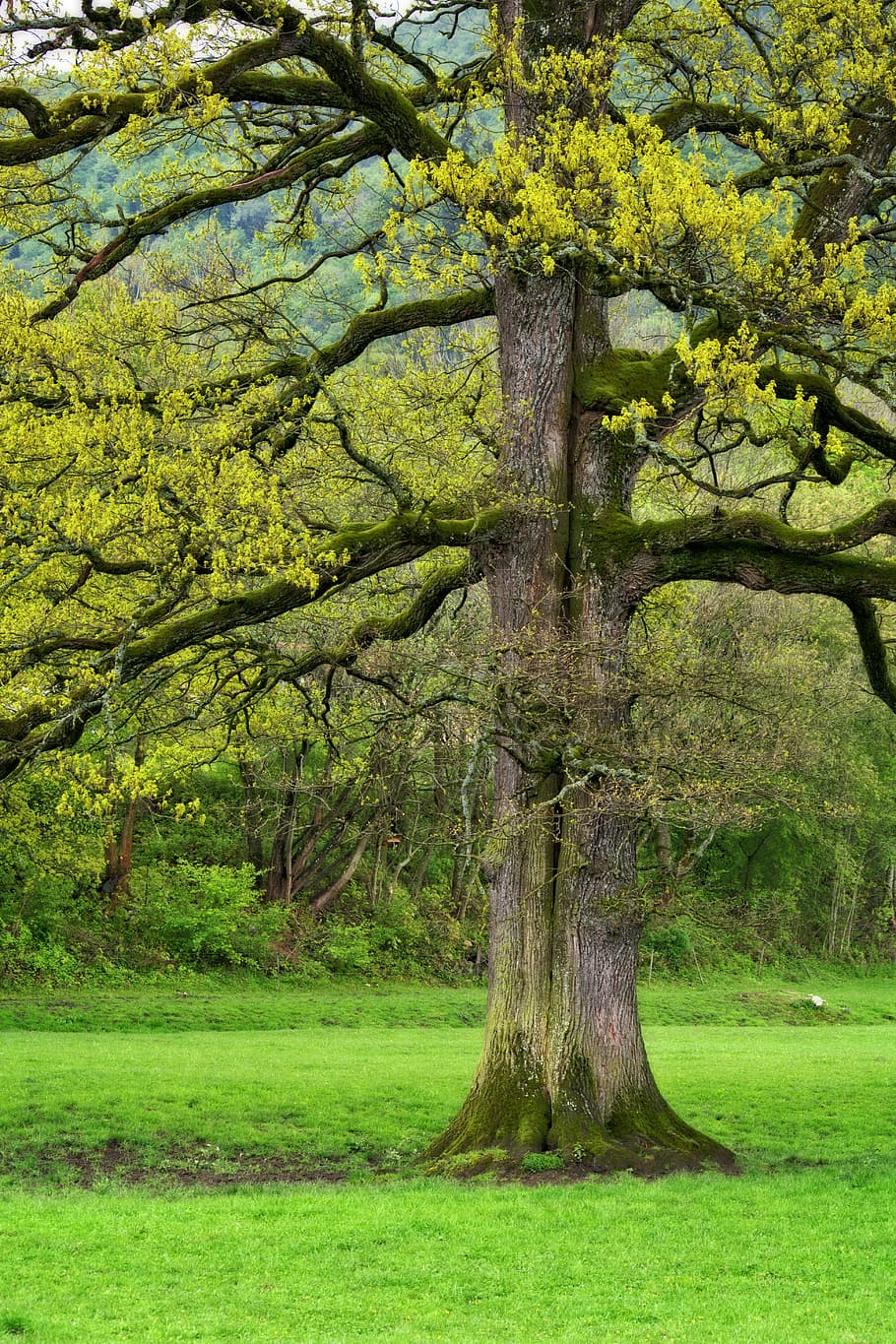 Tree, Log, Spring, Bark, Aesthetic, nature, root, tribe, meadow, pasture