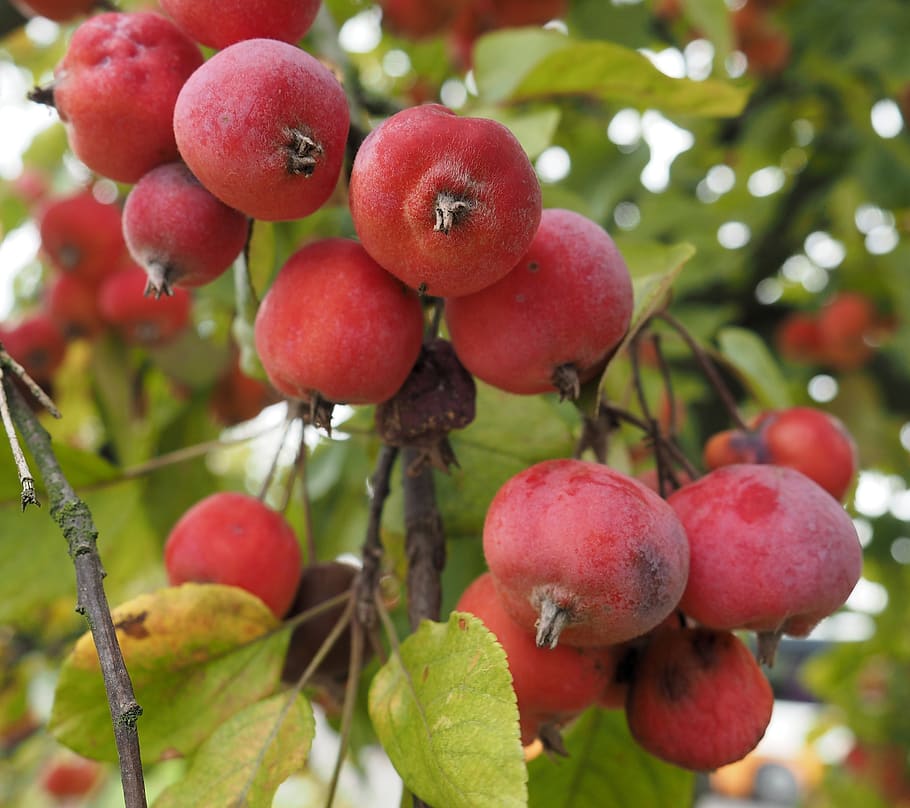 crab apple, fruit, botany, nature, healthy eating, food, food and drink, freshness, red, tree