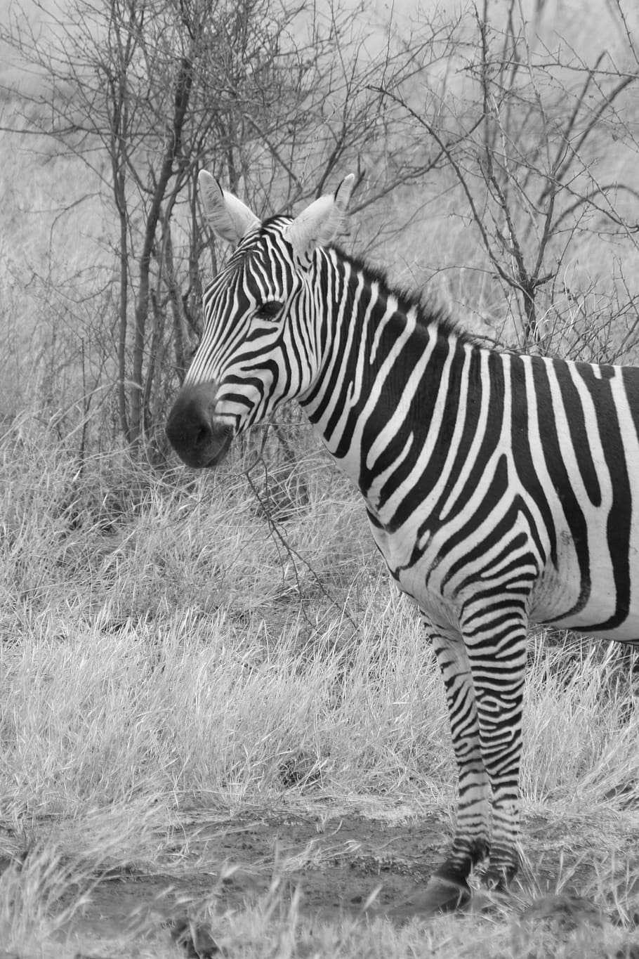 zebra, animal, family, wild, mammal, safari, africa, trip, kenya, adventure