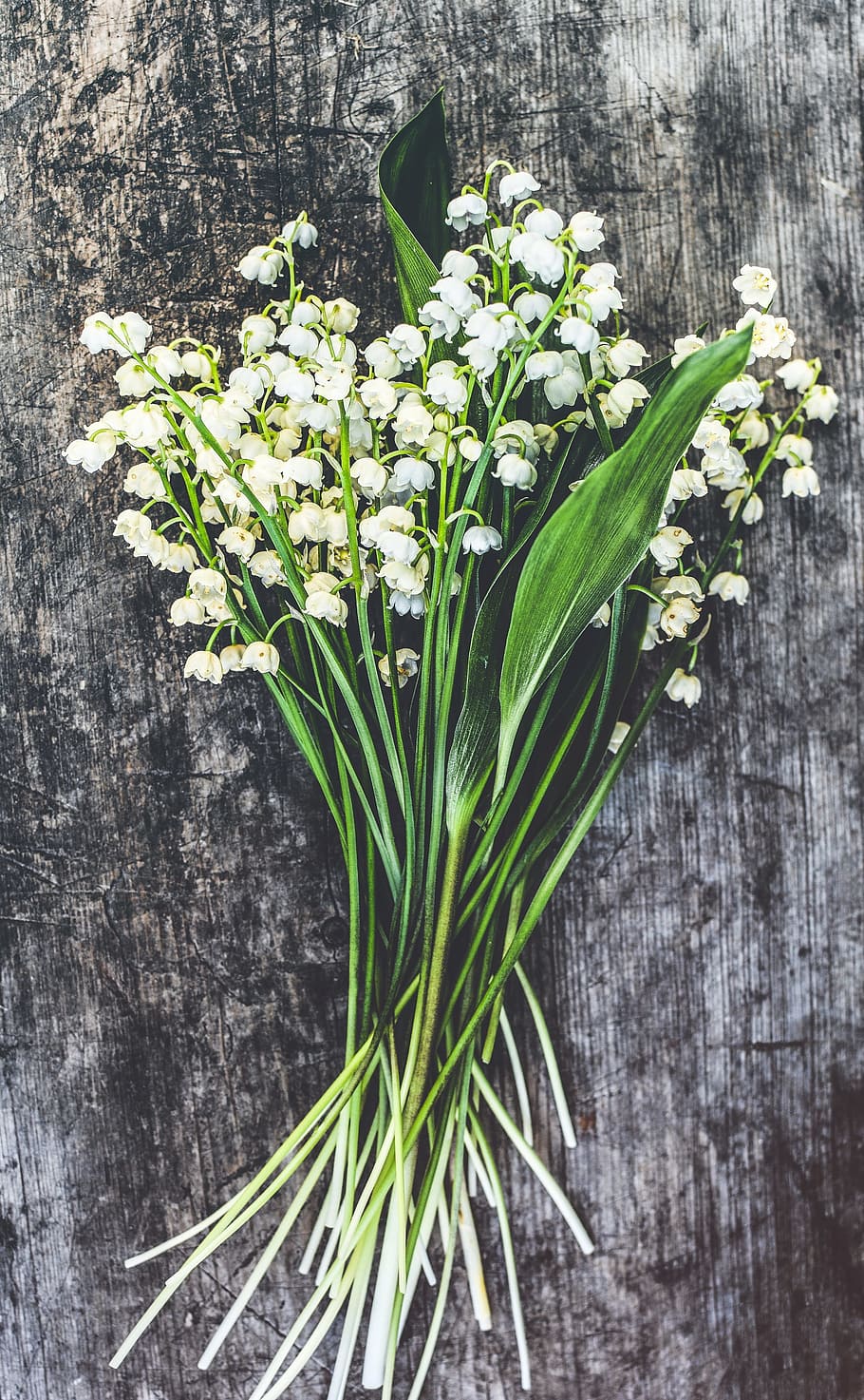 white petaled flowers, Lilies Of The Valley, Wood, Blossom, botanic, botanical, bouquet, bunch, flora, flower