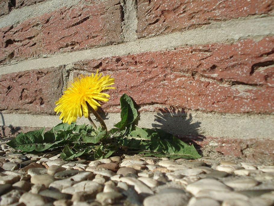 yellow, dandelion flower, brick wall, dandelion, flower, roadside, plant, nature, outdoors, flowering plant