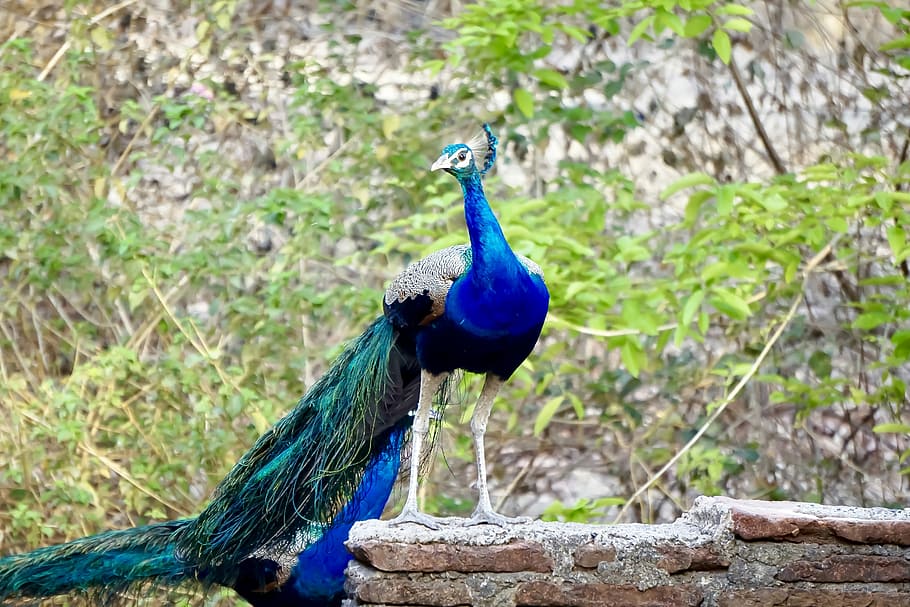 capture, bharat, kansara, banswara, rajasthan, india, wild, bird, peacock, animal