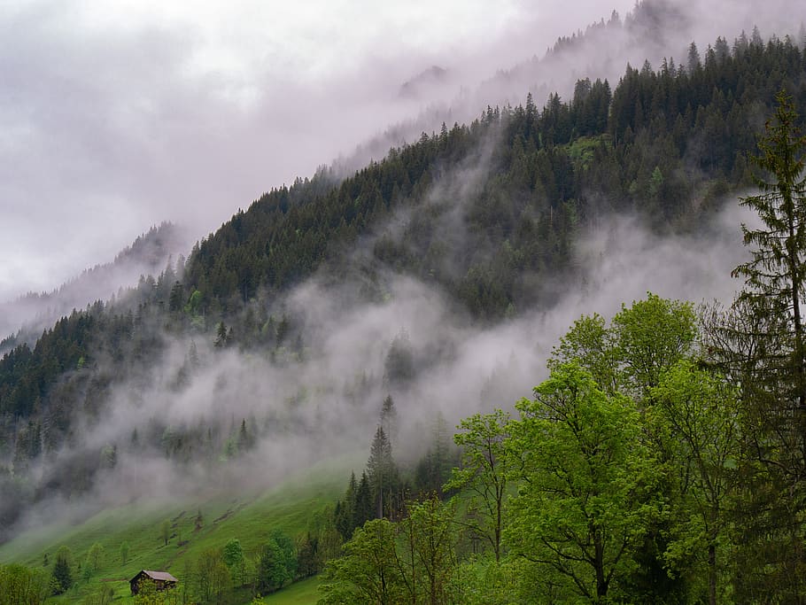 landscape, mountains, fog, haze, forest, tree, plant, beauty in nature, scenics - nature, cloud - sky