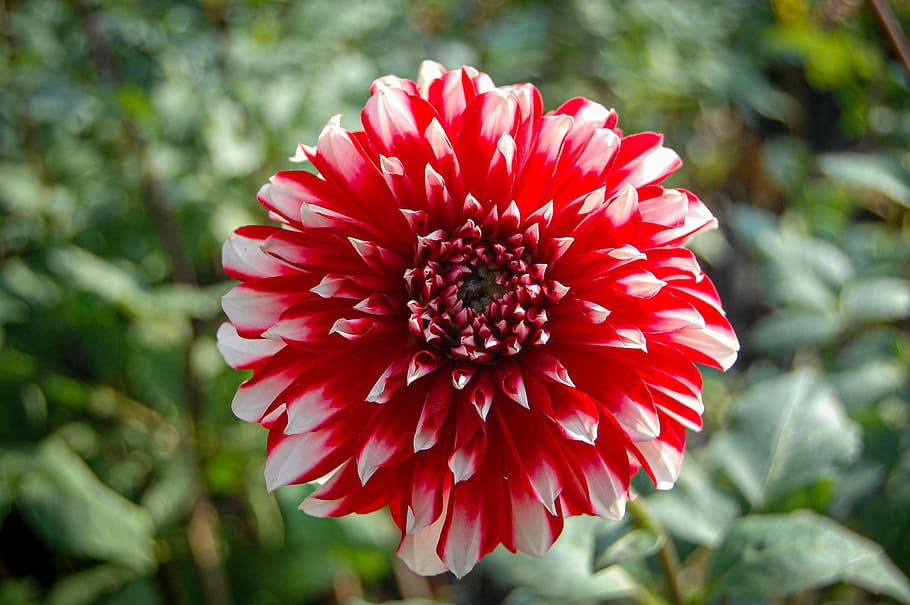 red and white flower, nature, hd wallpaper, flowering plant, flower, freshness, petal, plant, fragility, red